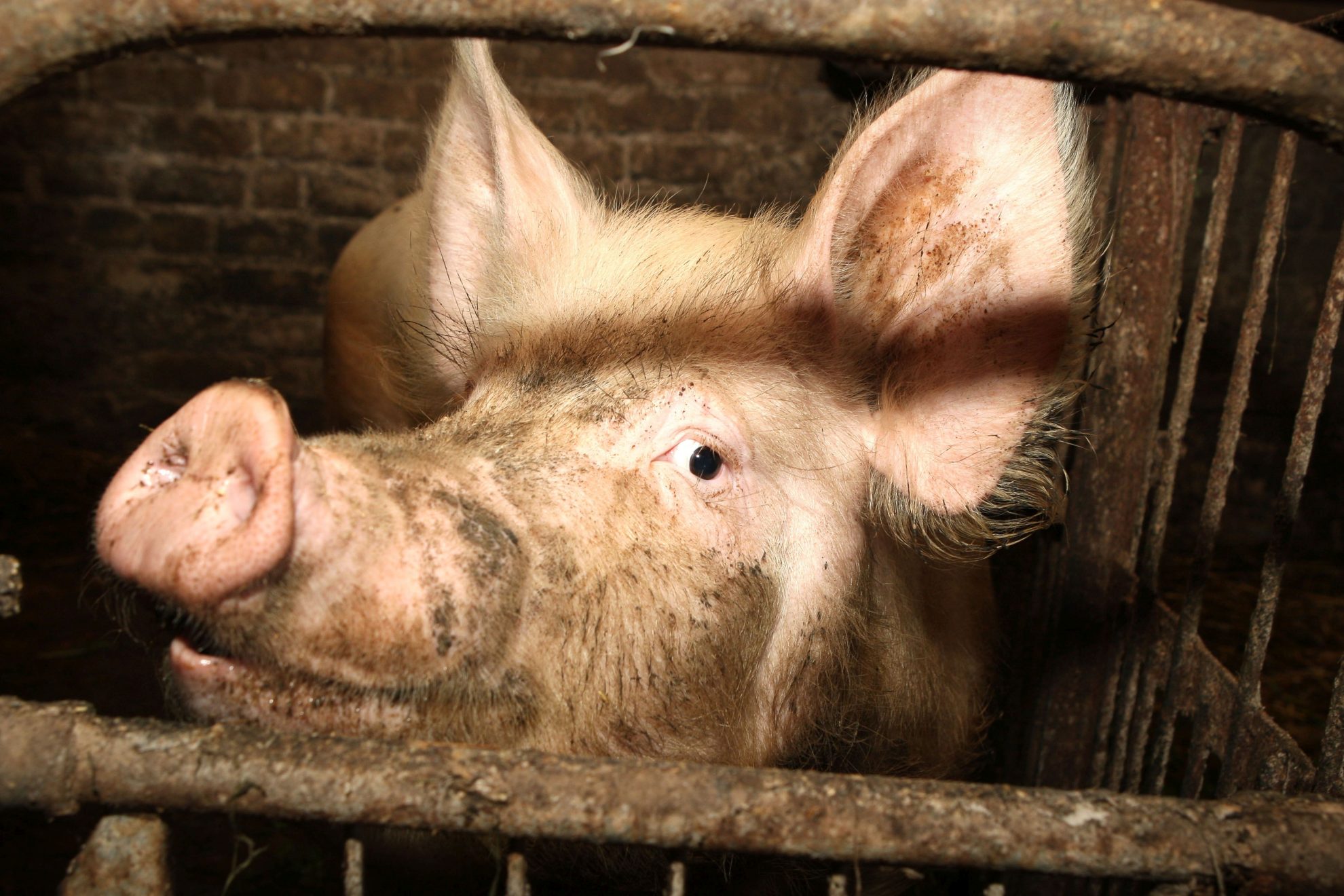 Plintant afrikiniam kiaulių marui, Valstybinės maisto ir veterinarijos tarnybos specialistams tikrinti kiaulių ūkius padės ir veterinarijos gydytojai.