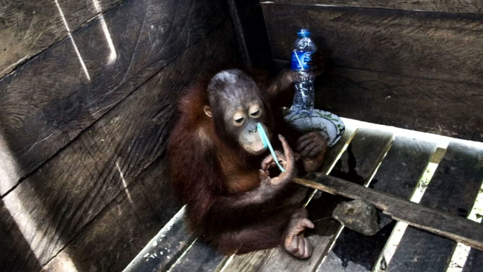 Ketverių metų orangutangas, vardu Kotap, pusę savo gyvenimo praleidęs medinėje, vos dešimties pėdų dydžio dėžėje, pagaliau, pajunta gaivaus oro gūsį.