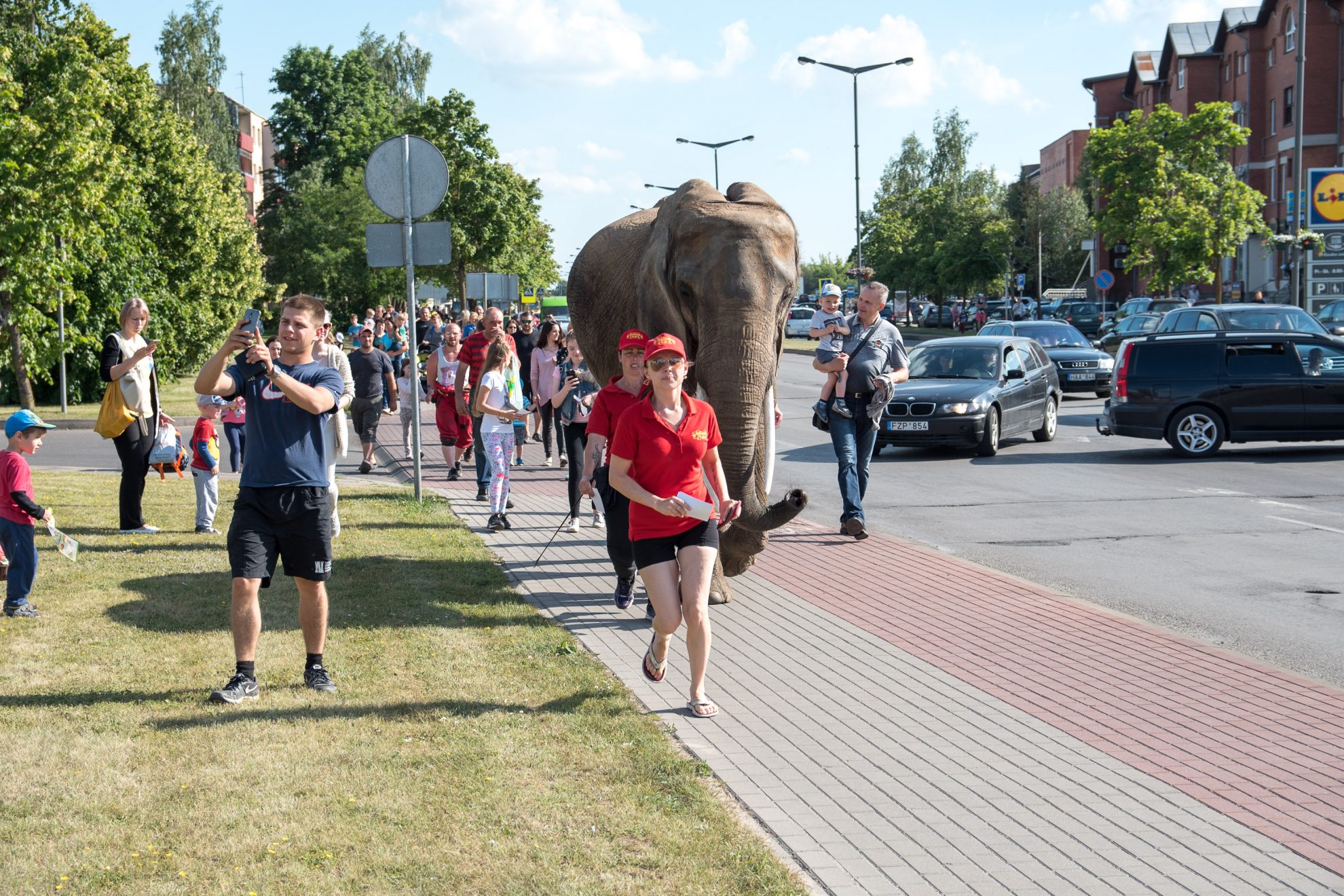 Trečiadienio vakarą Panevėžio centre kilo sujudimas – gatvėmis vaikščiojo Afrikinis dramblys. Kai kurie praeiviai spėliojo, kad jis galėjo pabėgti iš cirko.