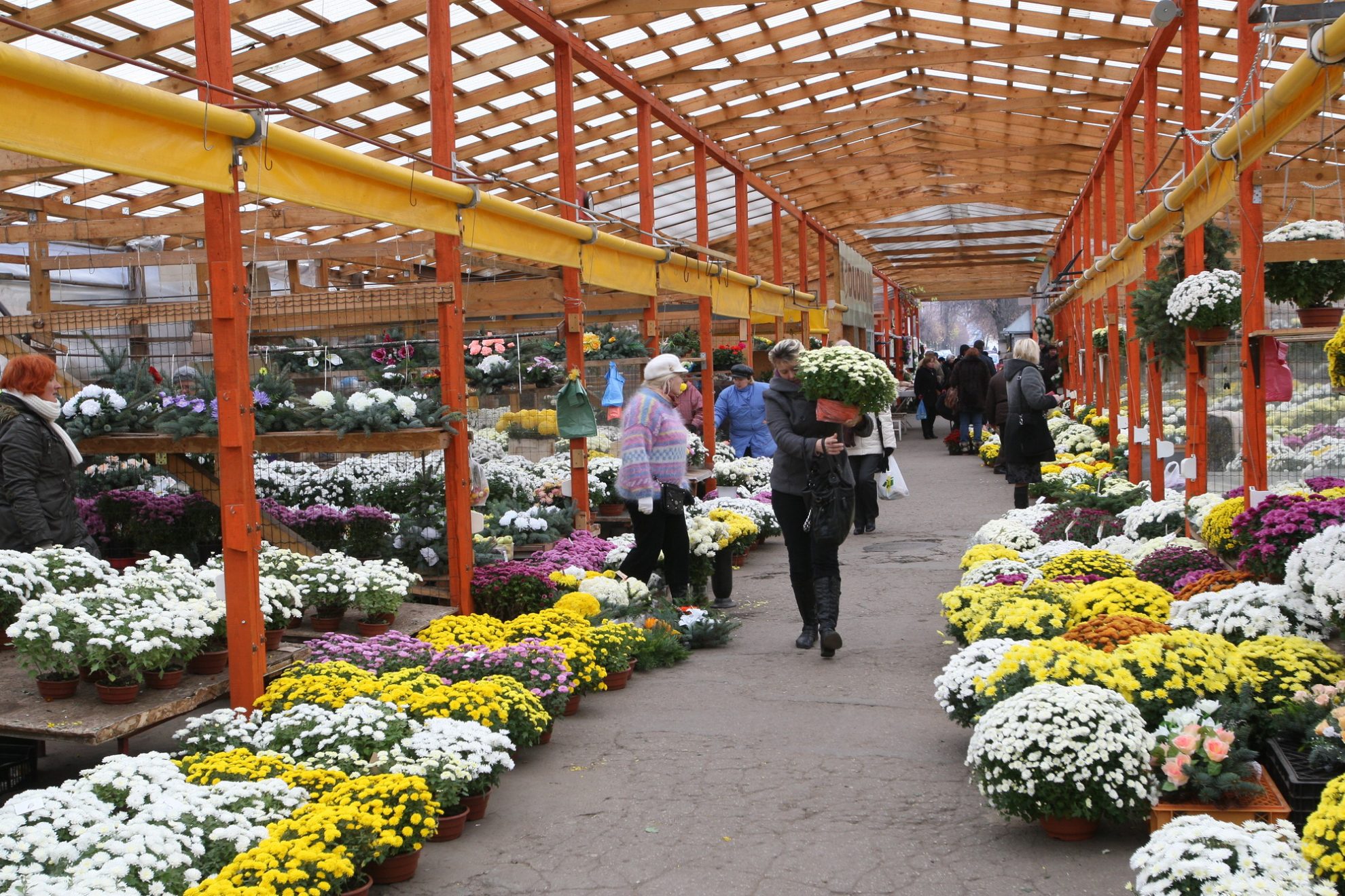 Artėjant Vėlinėms, turguose, prekybos centruose ir kapinėse pradeda mirgėti įvairiaspalvės chrizantemos. Gėlės užsienyje, skirtingai nei pas mus, nelaikomos kapų puošmena, o dovanojamos džiaugsmingomis progomis.