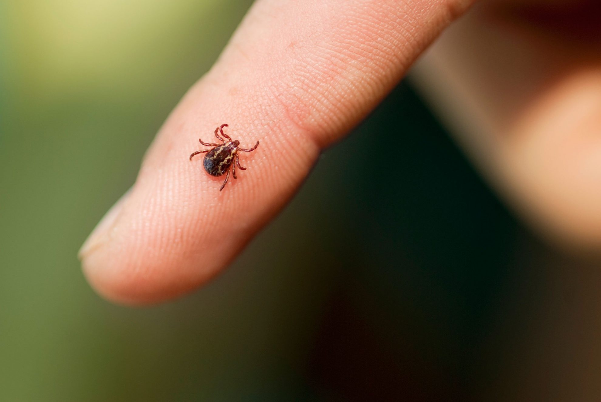 Pavasario ir rudens baubu tapusios erkės jau gąsdina ir žiemos vidury. Šunų augintojai pastebi, kad šių gyvių ir dabar dar parsineša lauke pasilakstę gyvūnai, o medikai tebeskaičiuoja erkių platinamų ligų atvejus žmonėms.