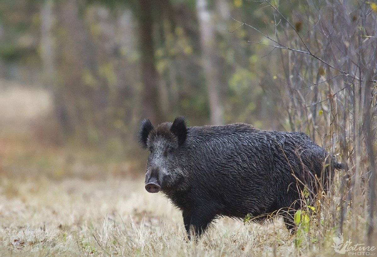 Panevėžio rajono medžiotojai pastaruoju metu vietoje šautuvo į mišką dažniausiai nešasi kastuvą. Smarkiai įsisiautėjus afrikiniam kiaulių marui, kas savaitę čia randama po kelias dešimtis nugaišusių šernų.