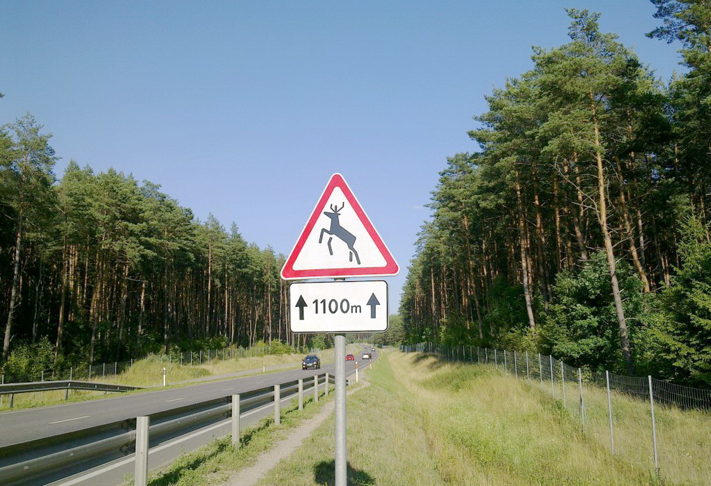 Nemaloni policijos pareigūno ir laukinio gyvūno akistata kelyje baigėsi pastarojo žūtimi.