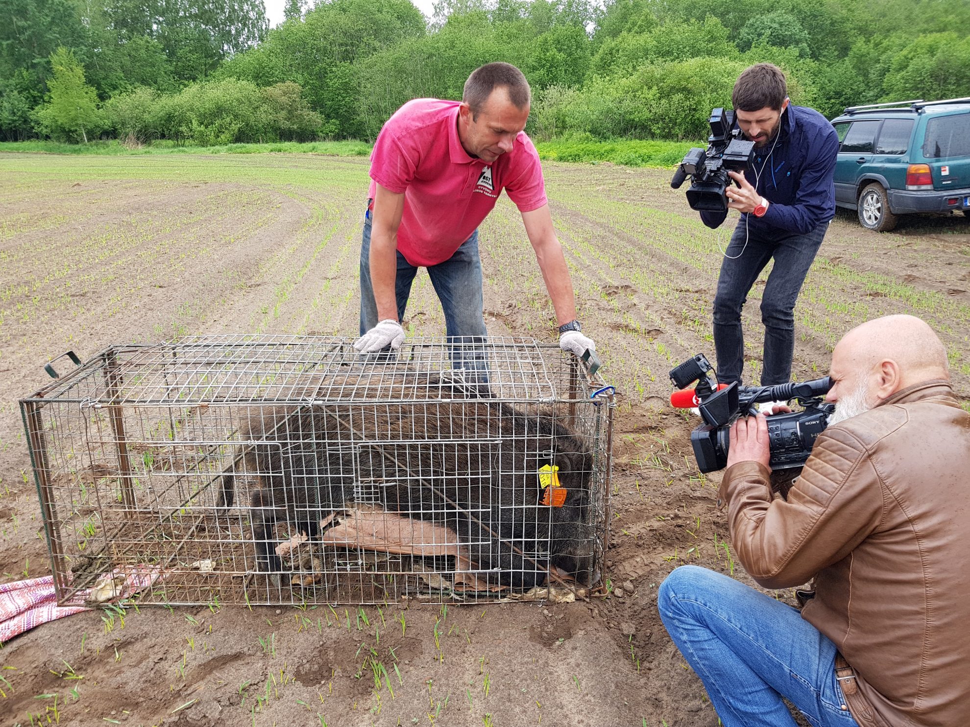 Į patį Vilniaus senamiestį prieš tris savaites nežinia iš kur atklydęs ir gyventojų Verygos vardu pramintas šernas dabar jau gyvena Panevėžio rajone. Į laukinę gamtą išgarsėjęs knyslys paleistas ties Ramygala. Miesto šurmulį pamėgęs gyvūnas čia nuo šiol tarnaus mokslui.