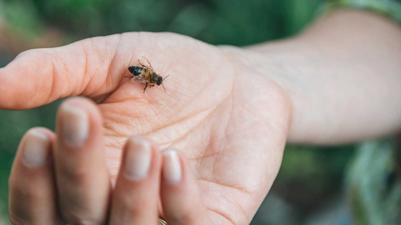 Saulėti orai vilioja kuo daugiau laiko praleisti gryname ore, tačiau nuo vabzdžių kasmet nukenčia nemažai žmonių. Be to, kiekvieną vasarą būna bent po vieną atvejį, kai nuo vabzdžių įgėlimo ir patirto anafilaksinio šoko užgęsta žmogaus gyvybė.