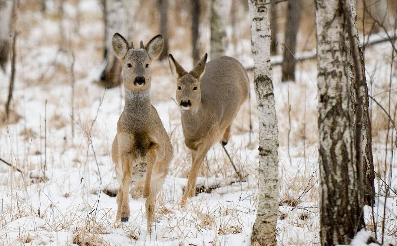 Pastaruoju metu laukuose ir pamiškėse dažnokai matomi nemaži stirnų būriai. Medžiotojai tvirtina, jog šių gyvūnų skaičius dar nėra drastiškai išaugęs – į atviras vietoves juos gena ne tik alkis, verčiantis ieškoti želmenų, bet ir Panevėžio krašto miškuose grėsmingai auganti vilkų populiacija. Šių plėšrūnų jau pastebima ir ten, kur niekada nebuvę.