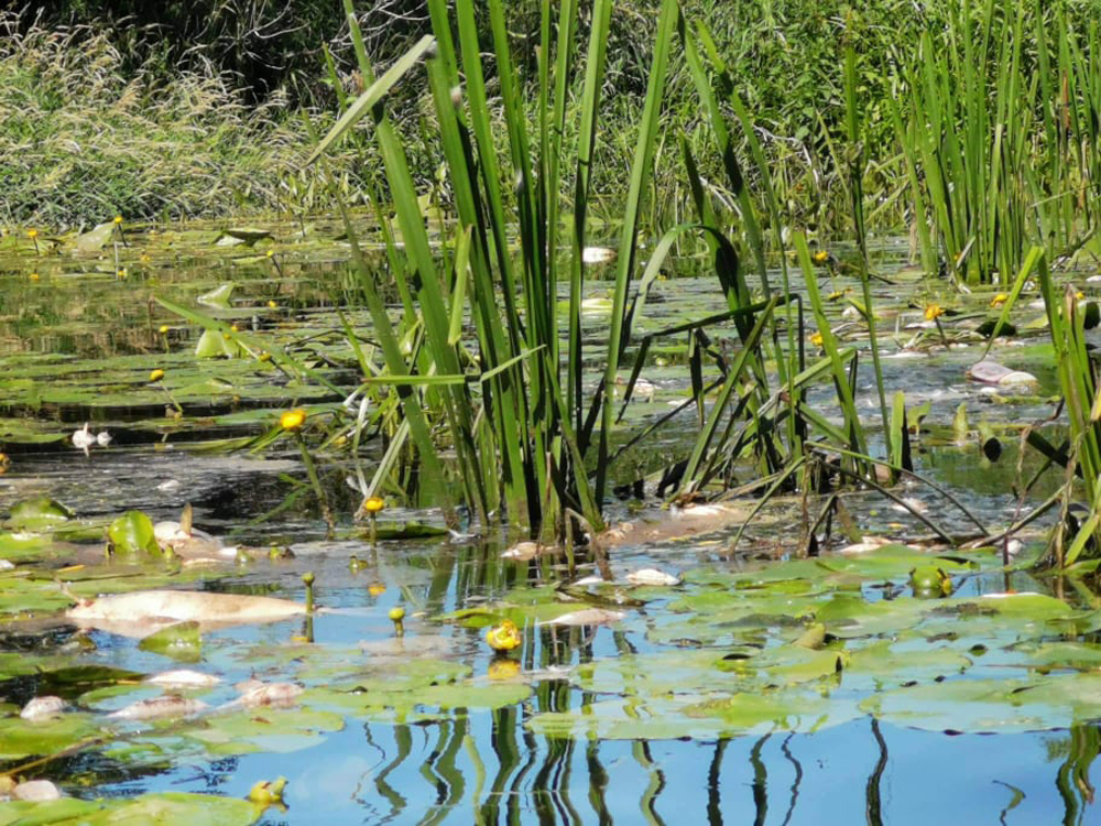 Ilgąjį Joninių savaitgalį su vaikais baidarėmis Nevėžio upe per Panevėžio rajoną plaukusi kompanija tapo kraupaus reginio liudytoja. Užuot grožėjęsi vaizdinga gamta šeimos su mažais vaikais buvo priverstos žiūrėti į vandenyje plūduriuojančias masiškai išgaišusias žuvis ir kęsti nežmonišką, kai kuriuos žygio dalyvius net supykinusią smarvę.