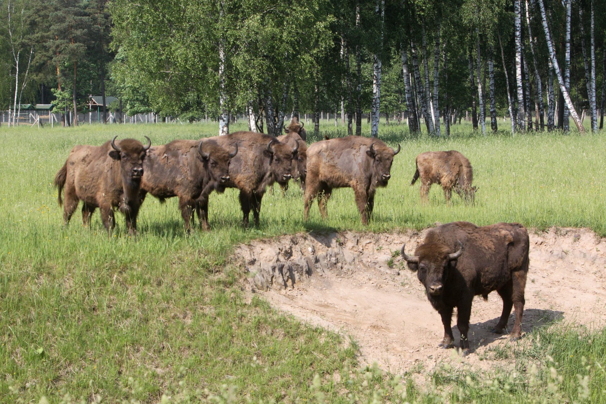 Per porą metų planuojama į Dzūkijos nacionalinį parką perkelti pirmuosius stumbrus iš Vidurio Lietuvos.