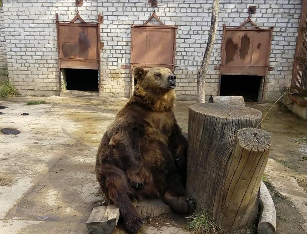 Jau prieš metus aplinkosaugininkų baustą ir iki šiol neužtikrinusį rudųjų meškų laikymo sąlygų normų, VšĮ „Ąžuolyno meškučių cirkas“ direktorių N. Z. Panevėžio apylinkės teismas nubaudė 1300 eurų bauda ir rudosios meškos patino vardu Vipas konfiskavimu.