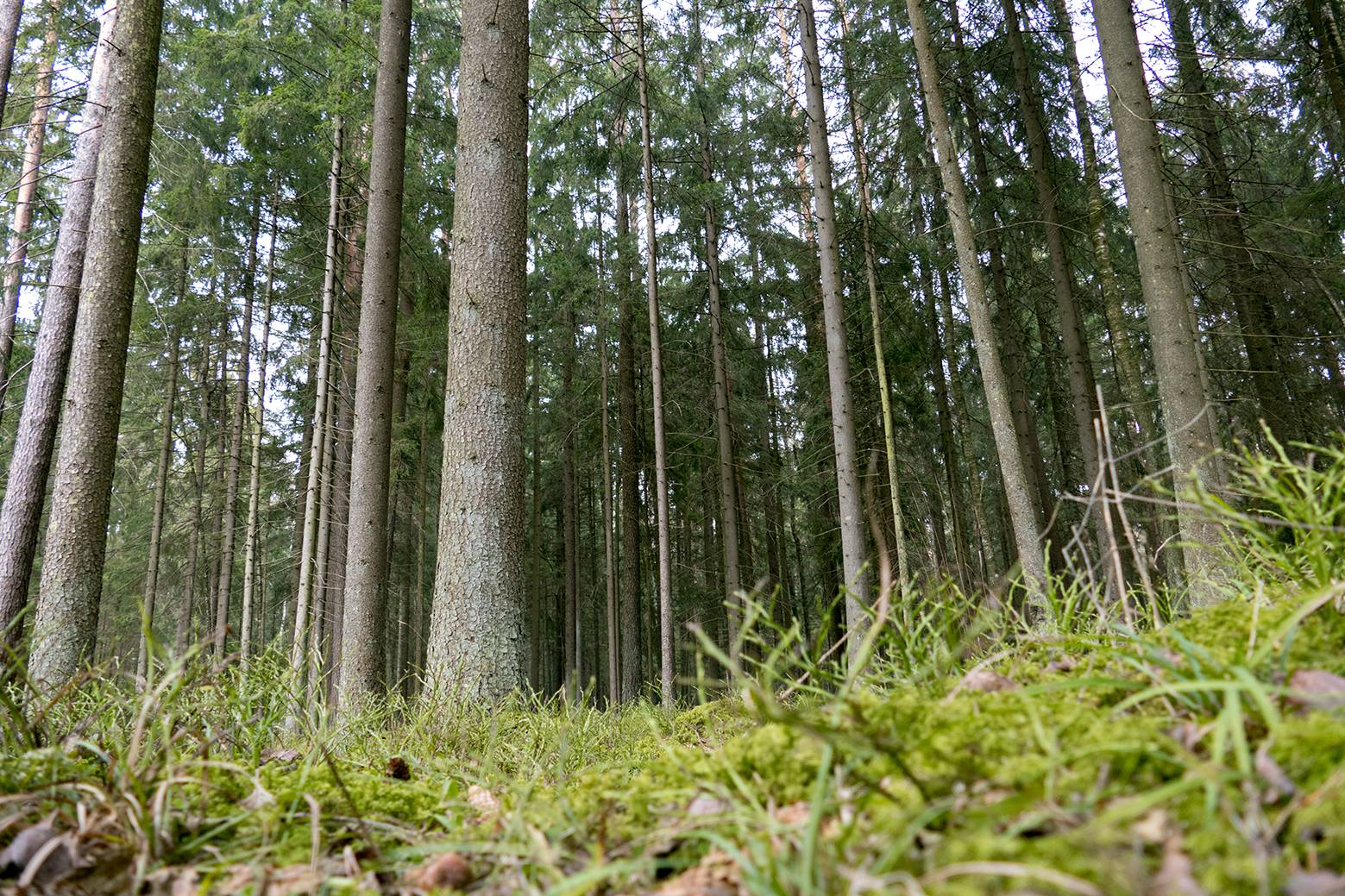 Ar tik nesulauks ir Žalioji giria Anykščių šilelio likimo – būgštauja į ją užsukantys grybautojai. Mat plyni kirtimai čia dygsta sparčiau nei grybai šį rudenį.