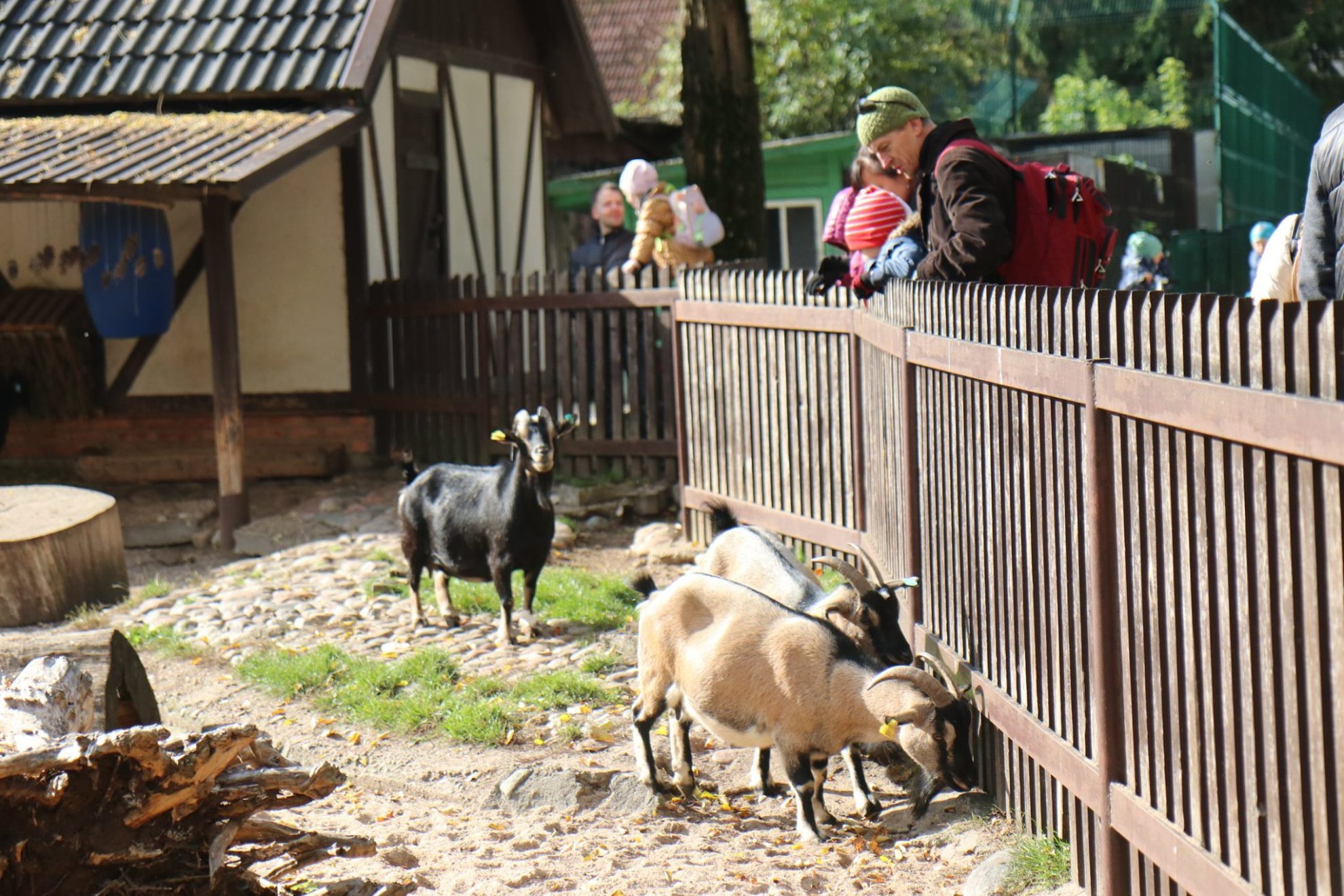 Melagių diena – tai Pasaulinė juoko diena, švenčiama visame pasaulyje. Tą dieną visi krečiame pokštus ir išdaigas savo artimiesiems, draugams ir kolegoms. O kaip yra gyvūnų pasaulyje? Ar jie taip pat apgaudinėja ir krečia išdaigas?