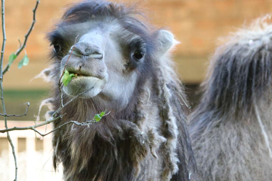 Kiekvieną pavasarį zoologijos sodo gyventojus džiugina bundanti gamta, sugrįžtanti saulės šiluma. Šiuo laikotarpiu lengviausiai pastebimi paukščiai. Nuo ankstyvo ryto girdisi jų džiaugsmingas čiulbėjimas. Pagrindinis jų rūpestis šiuo laikotarpiu, pasirinkti tinkamą perėjimui teritoriją.