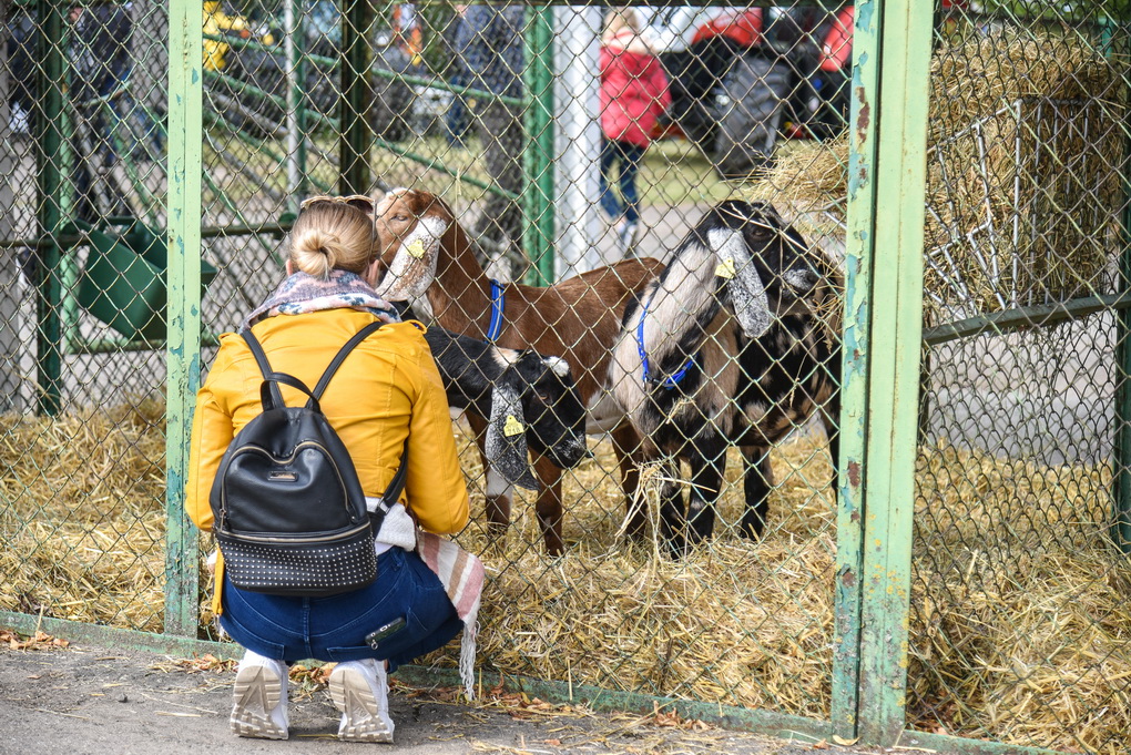 Nors dėl pandemijos būta abejonių, ar šį rudenį į Panevėžio rajoną, Algirdiškį, vėl suvažiuos veislinių gyvūnų augintojai.