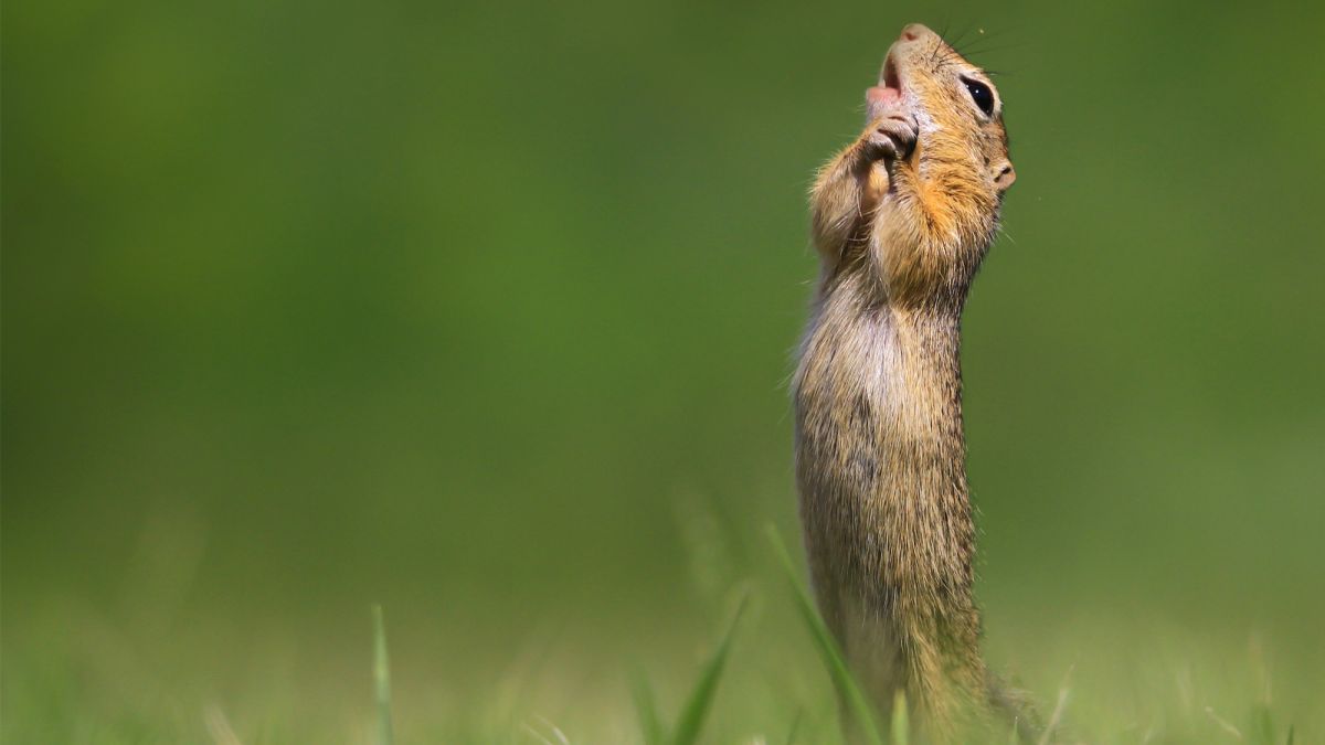 Praėjusią savaitę paskelbti kasmet vykstančio fotografijų konkurso „Comedy Wildlife Photography Awards“ finalininkai. Jų kadruose juokingiausi laukinės gamtos vaizdai tikrai privers nusišypsoti.