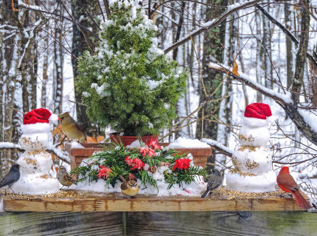 Jėzaus Kristaus gimimas – visuotinė ir ne vien tik krikščionių šventė. Tradicijų ir papročių įvairovė – didžiulė ir neaprėpiama. Kaip ir įdomybių apie šią šventę gausa.