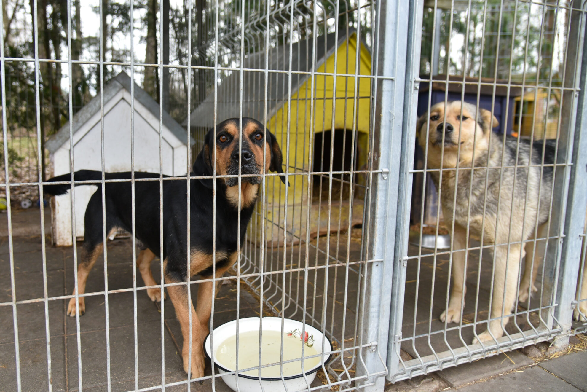 Seimui nusprendus, kad nuo gegužės 1-osios privalu paženklinti ir į Gyvūnų registrą įtraukti visas kates, šunis ir šeškus, Panevėžio veterinarai jau pajuto keturkojų augintojų antplūdį, o gyvūnų prieglaudos su nerimu laukia įstatymo įgyvendinimo galutinės dienos.