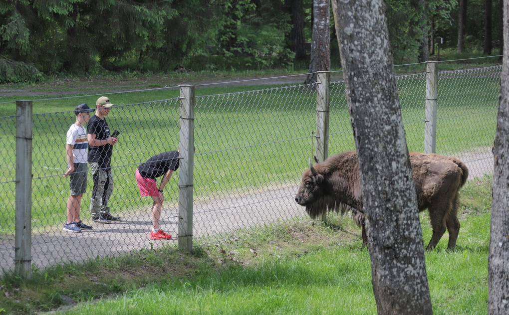 Panevėžio rajone esančiame vieninteliame šalies stumbryne grožėtis girių galiūnais bilieto nereikia, tačiau būtų visai gražu atvykti su morkomis, burokais ar kitais skanėstais gyventojams.