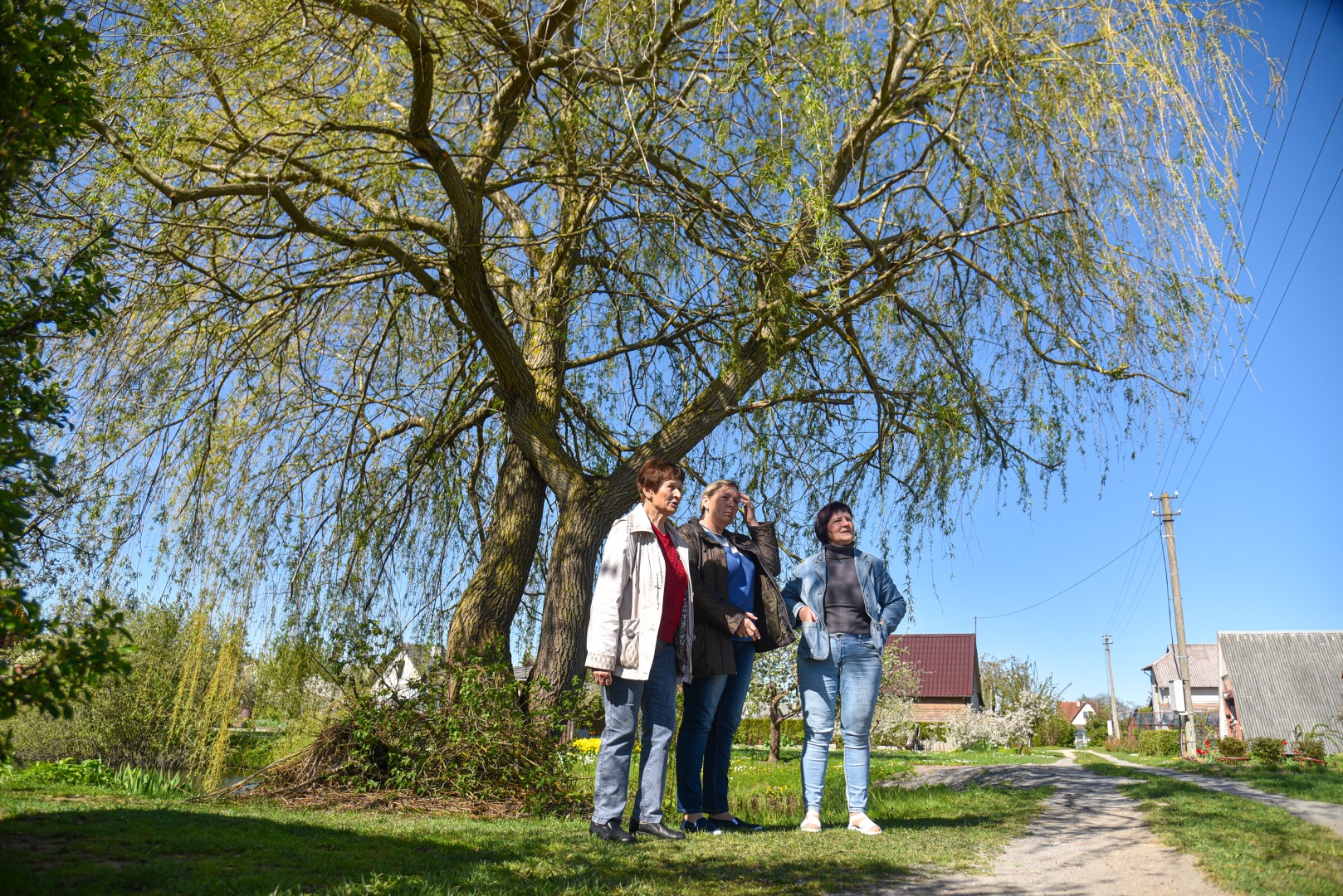 Gražuolis milžiniškas žilvitis įplieskė karą ne tik tarp kaimynų, bet ir užkūrė pirtį rajono valdininkams.