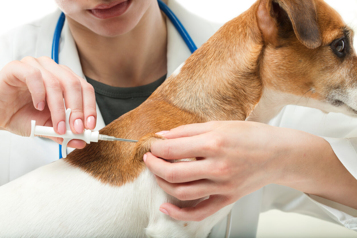 Veterinarijos gydytojai pastarosiomis savaitėmis dirba išsijuosę – iki gegužės 1-osios visi šunys, katės ir šeškai privalėjo būti suženklinti.