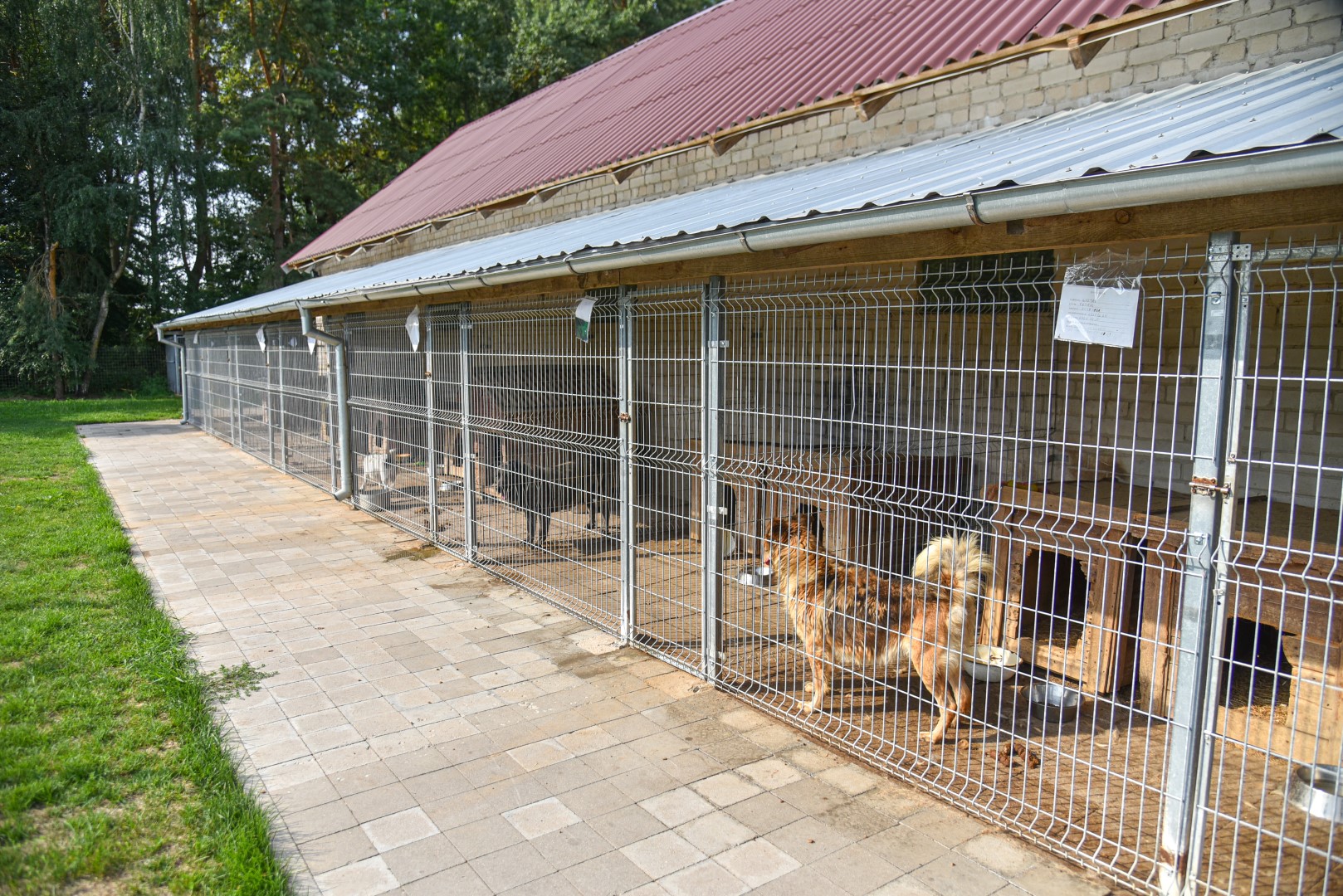 Benamius gyvūnus prižiūrinčioms įstaigoms net braškant nuo niekam nereikalingų keturkojų, gyvūnų prieglaudai Kaimiškyje teko priimti nelengvą sprendimą atsisakyti dalies globotinių. Gerą mėnesį joje gyvena vien šunys.