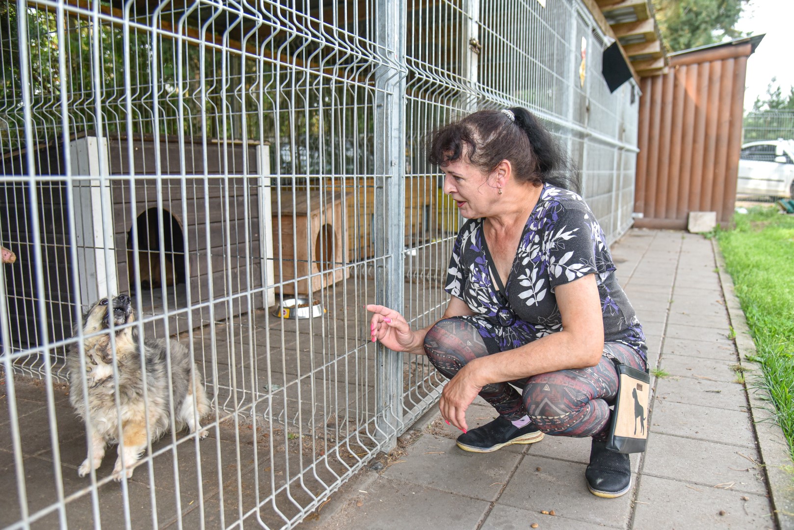 Benamius gyvūnus prižiūrinčioms įstaigoms net braškant nuo niekam nereikalingų keturkojų, gyvūnų prieglaudai Kaimiškyje teko priimti nelengvą sprendimą atsisakyti dalies globotinių. Gerą mėnesį joje gyvena vien šunys.