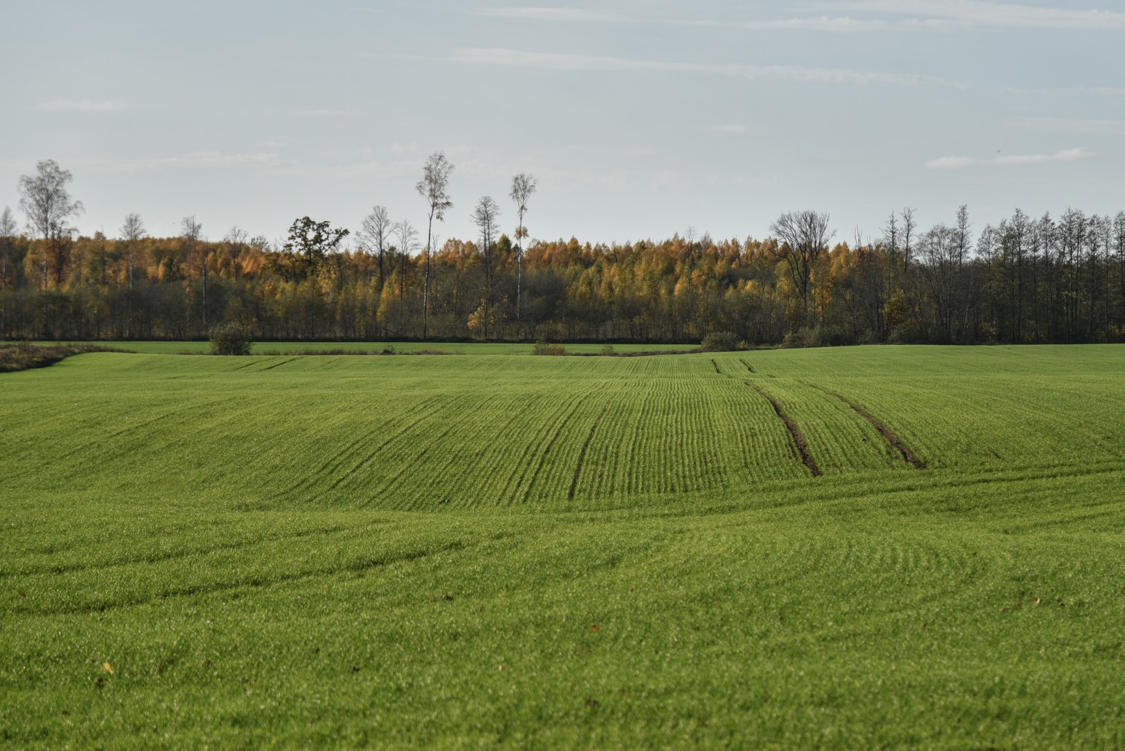 Baigiantis vasarai, ūkininkai priversti skaičiuoti ne tik permainingų orų, bet ir laukinių žvėrių padarytą žalą.